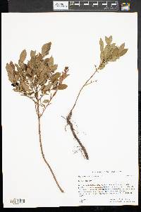 Vaccinium angustifolium image