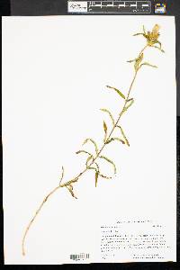 Gentiana linearis image