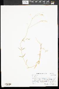 Stellaria graminea image