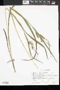 Carex scabrata image