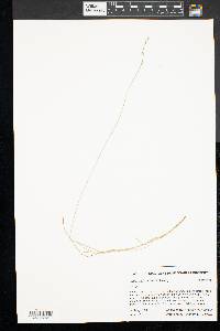 Carex radiata image