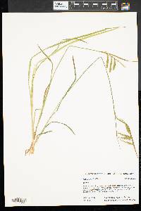 Carex prasina image