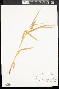 Carex folliculata image