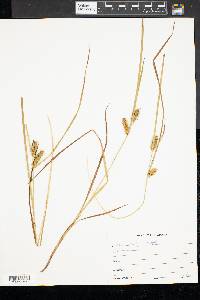 Carex baileyi image