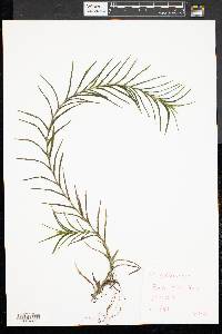 Potamogeton robbinsii image