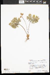 Dicentra cucullaria image