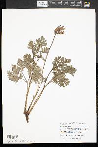 Dicentra eximia image