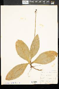 Clintonia borealis image