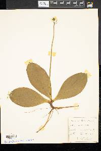 Clintonia borealis image
