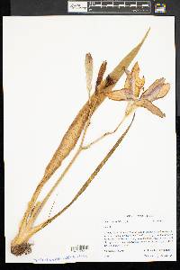 Hemerocallis fulva image