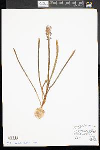 Muscari botryoides image