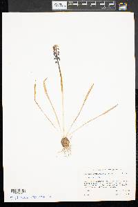 Muscari botryoides image