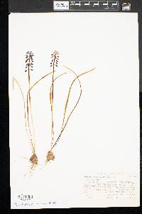 Muscari botryoides image