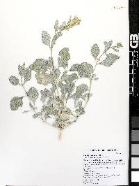 Atriplex barclayana image