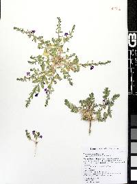 Lythrum bryantii image