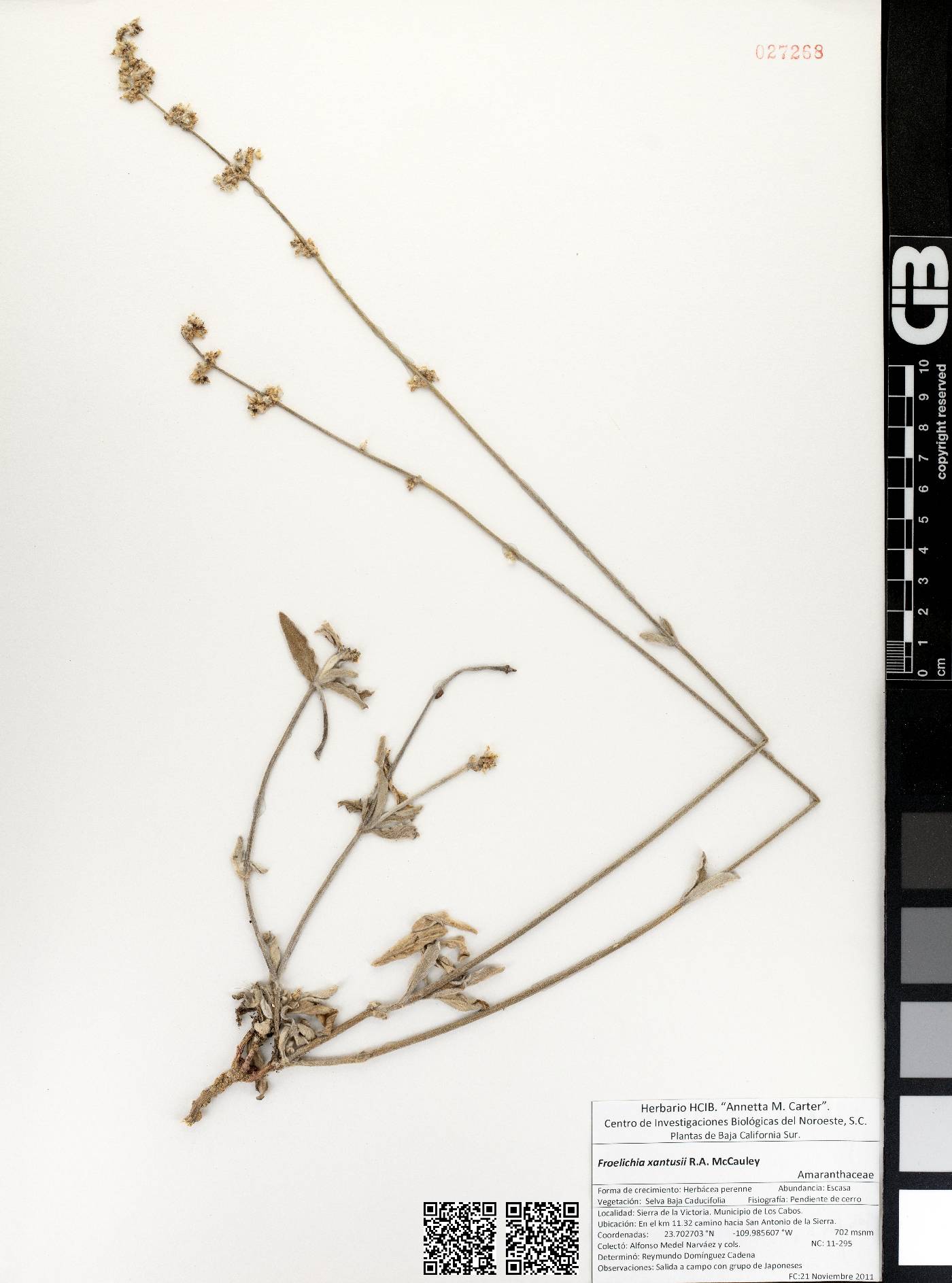 Froelichia xantusii image
