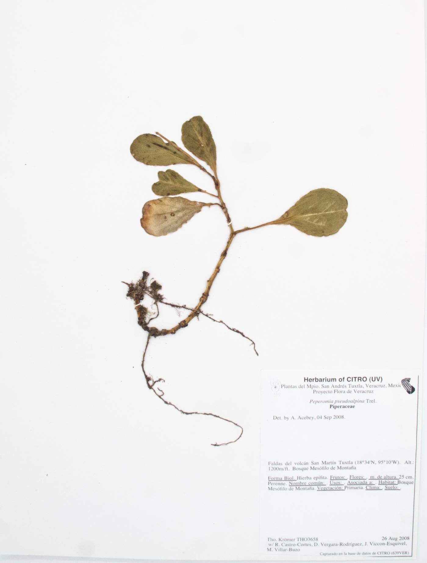 Peperomia pseudoalpina image