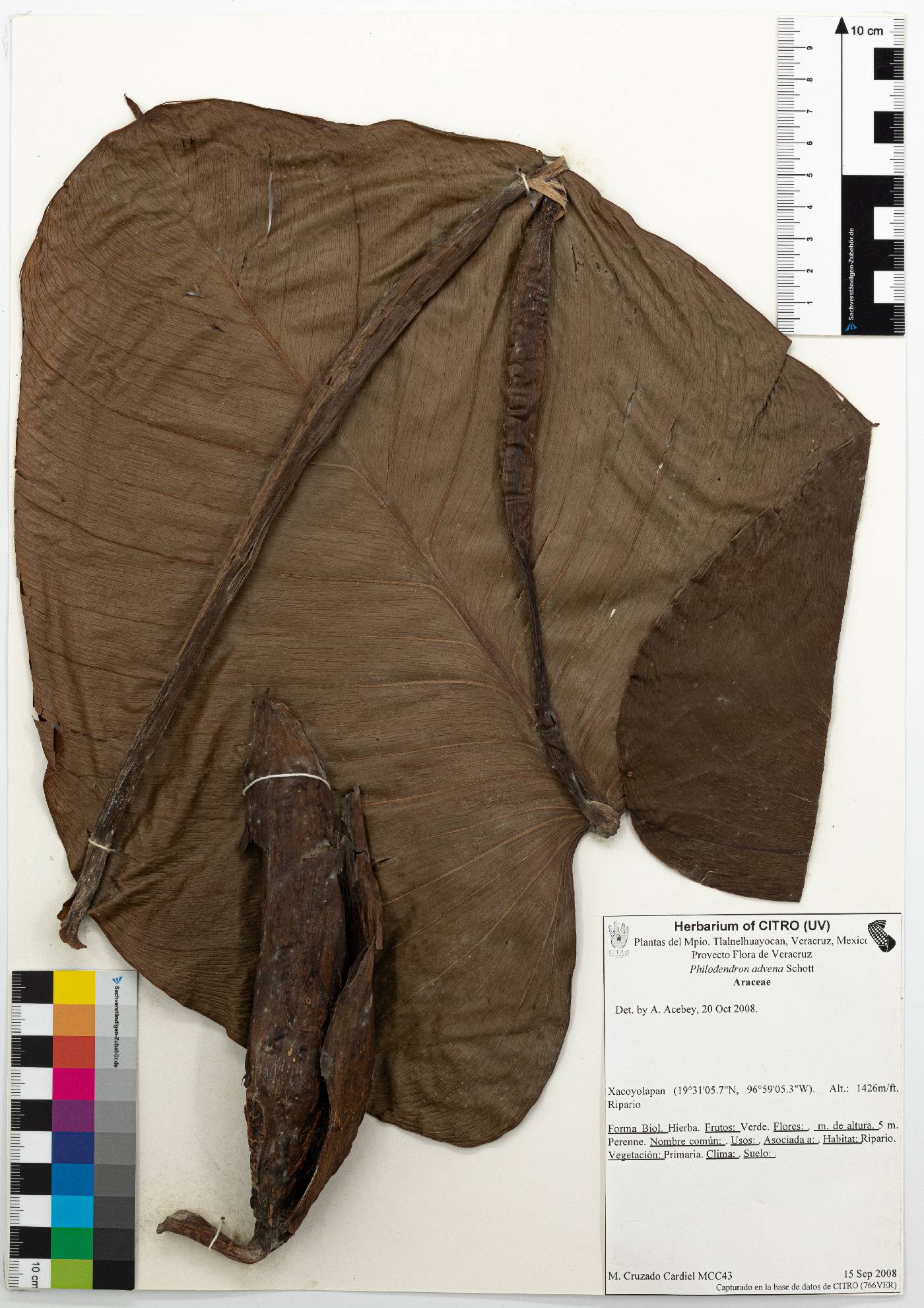 Philodendron advena image