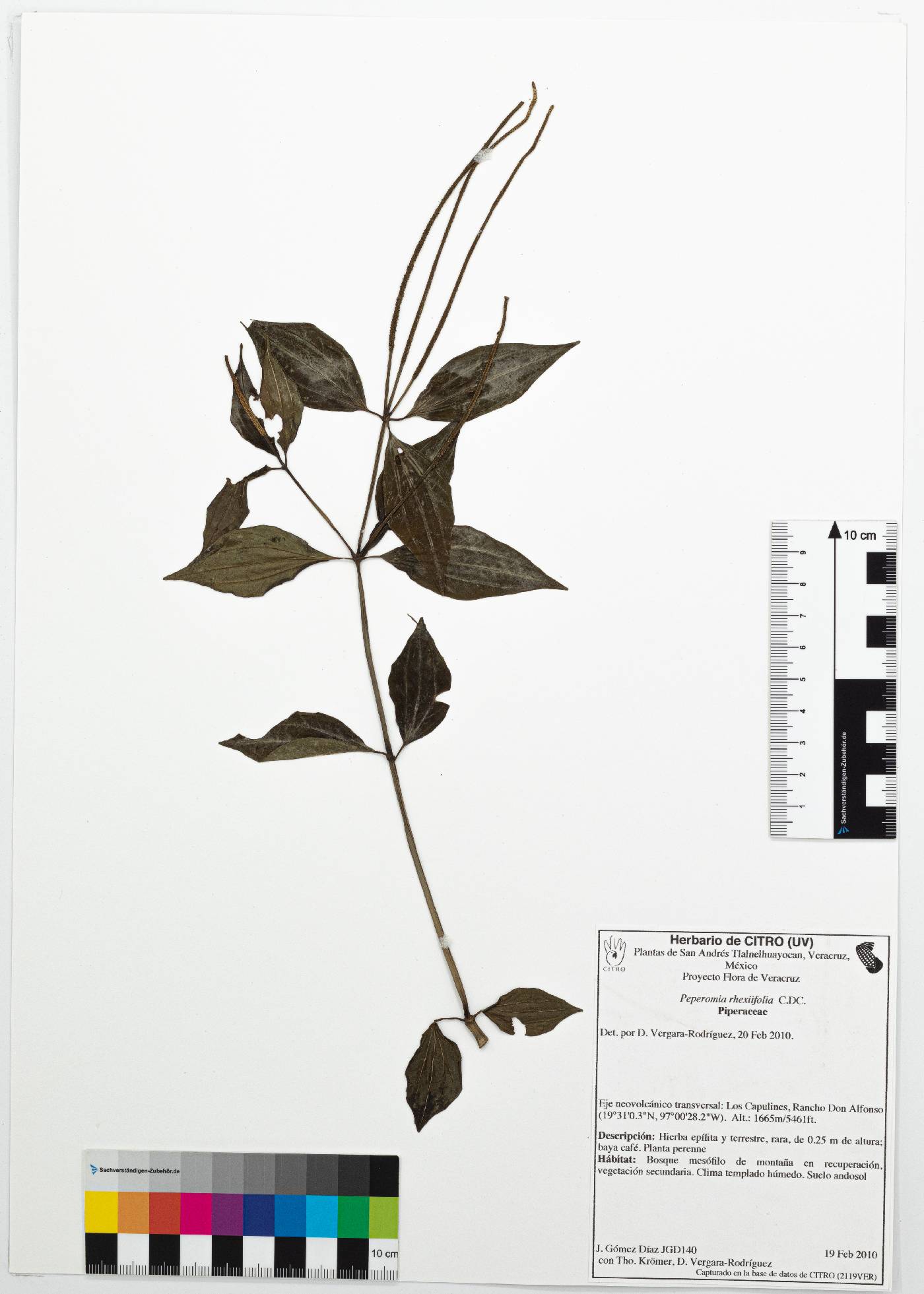 Peperomia rhexiifolia image