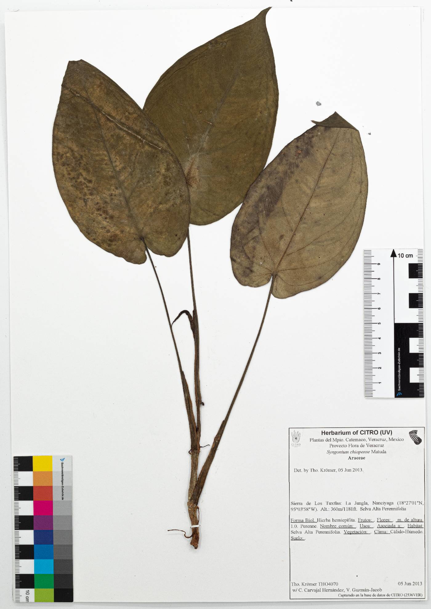 Syngonium chiapense image