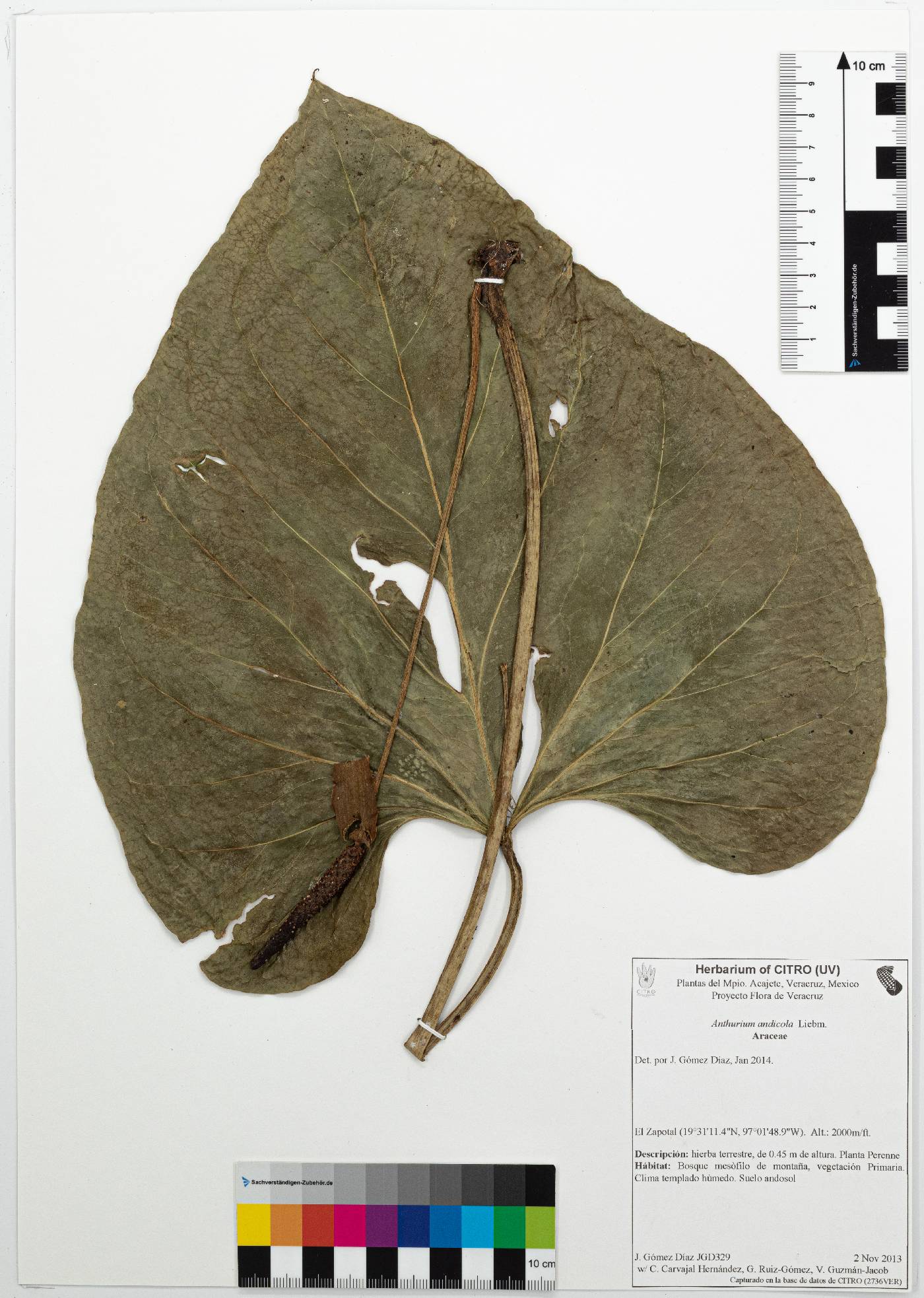 Anthurium andicola image