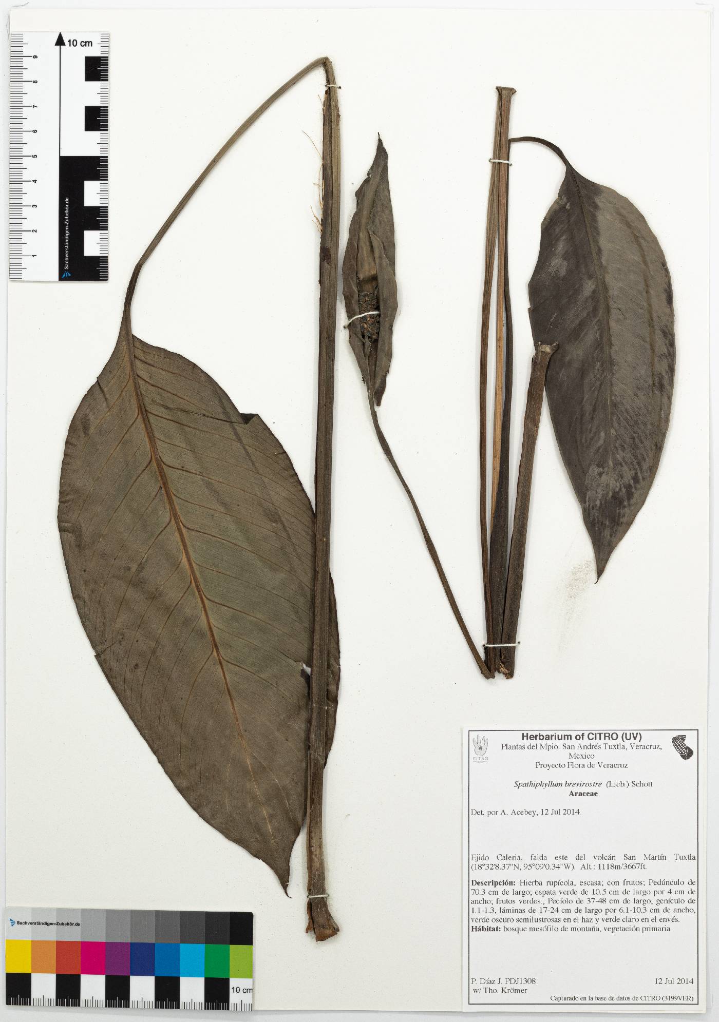 Spathiphyllum brevirostre image