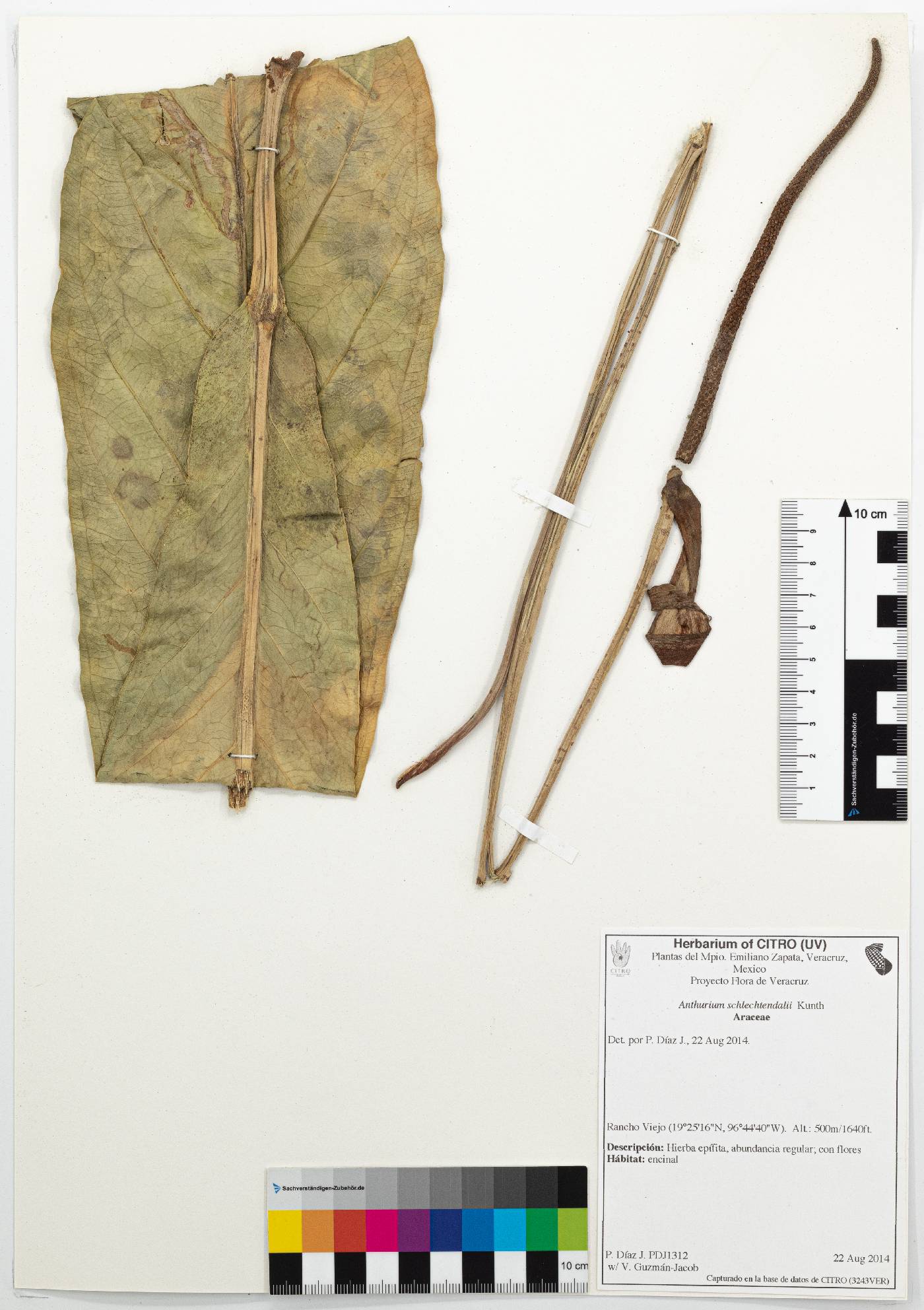 Anthurium schlechtendalii image
