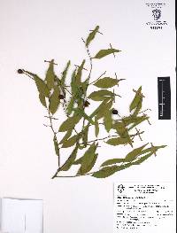 Agonandra racemosa image