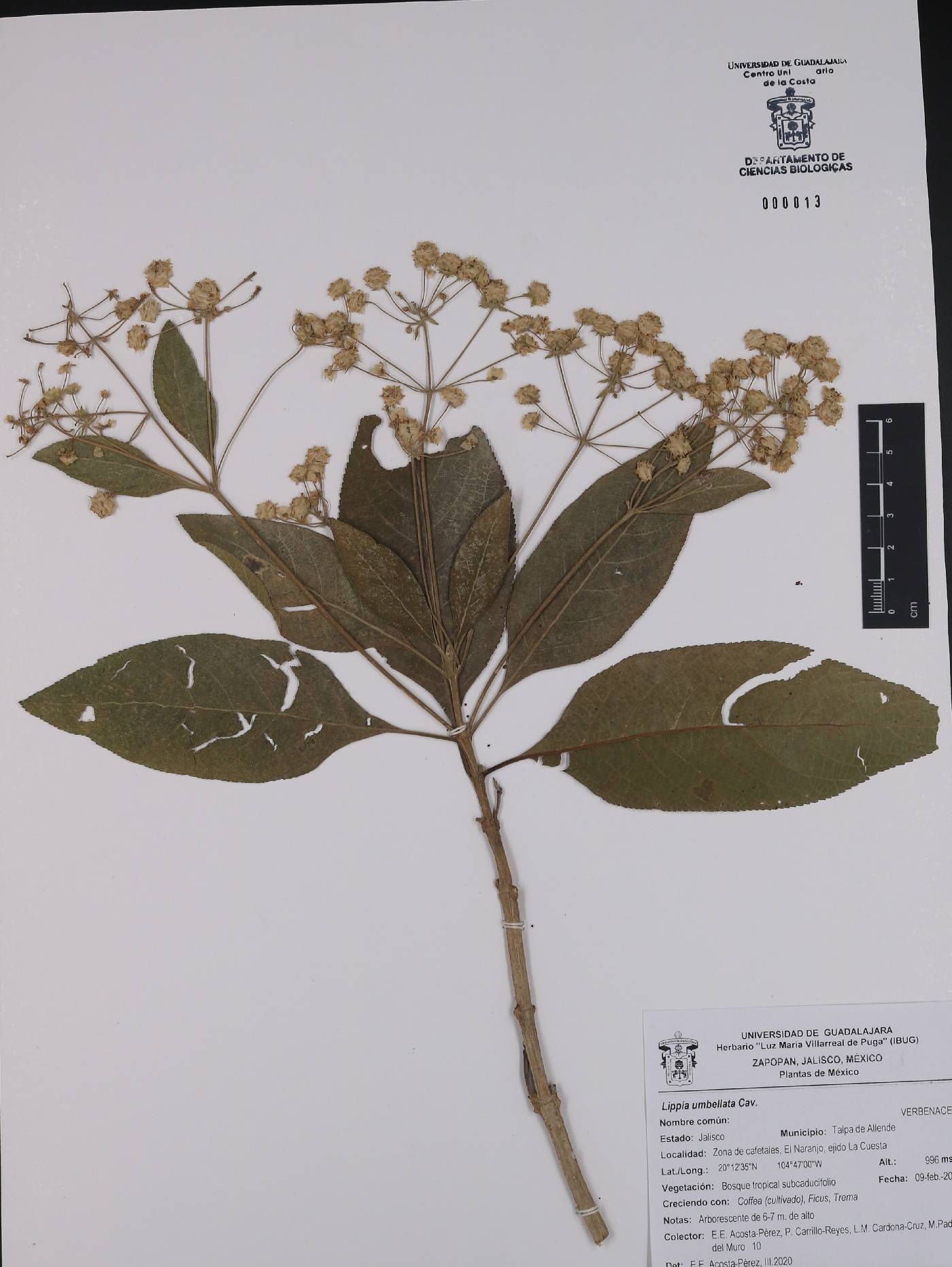 Lippia umbellata image