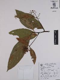 Sassafridium macrophyllum image