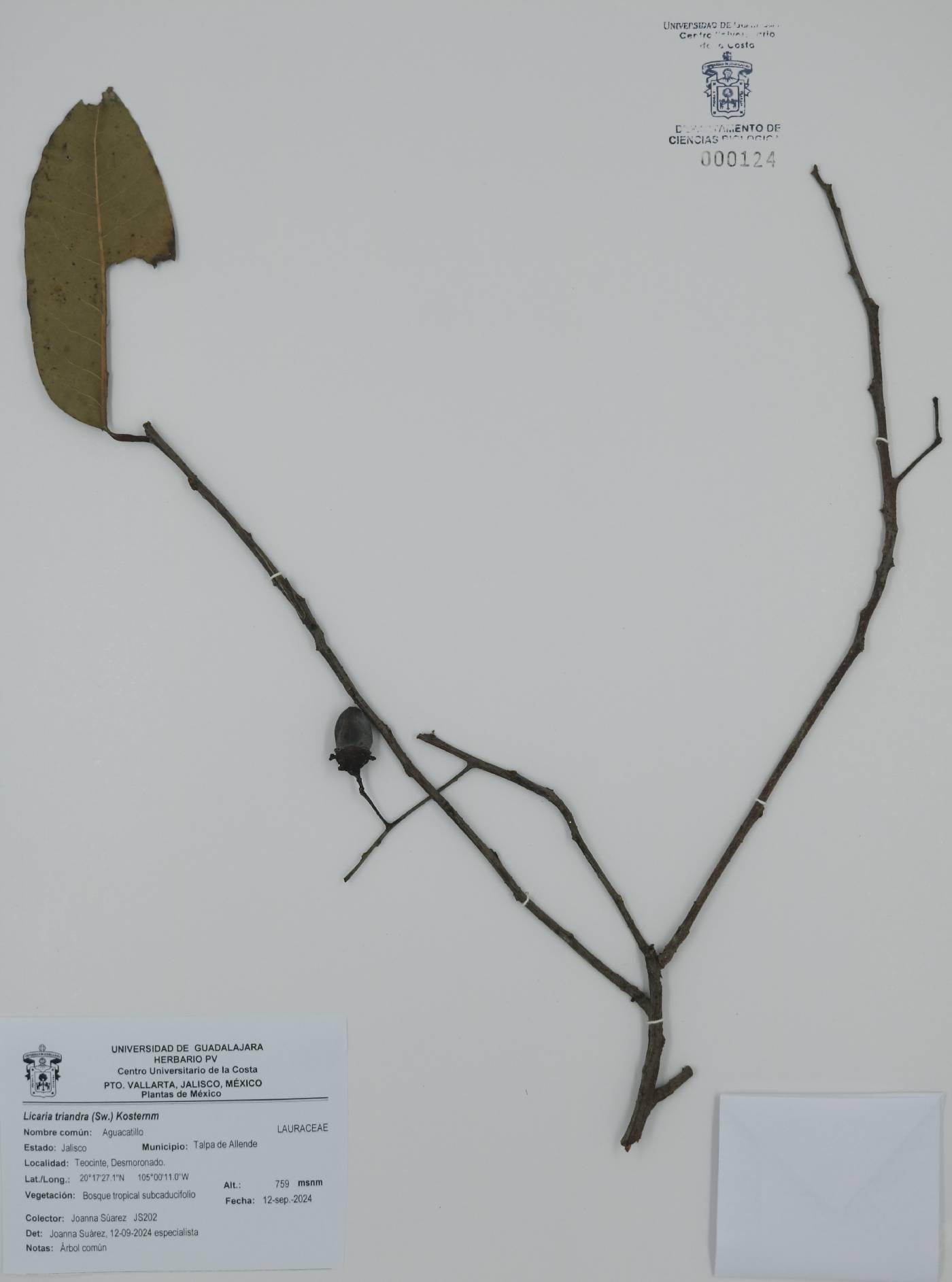 Licaria triandra image