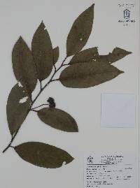 Licaria triandra image