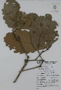 Quercus magnoliifolia image