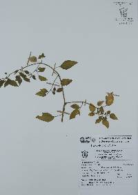 Physalis minuta image