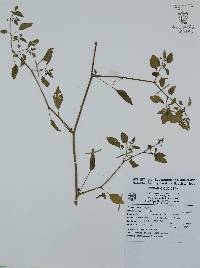 Physalis minuta image