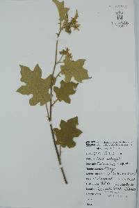 Solanum madrense image