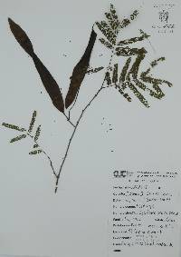 Lysiloma acapulcense image