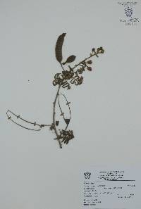 Mimosa pigra image