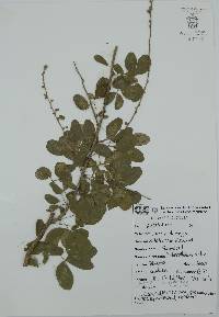 Pithecellobium dulce image