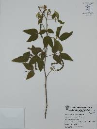 Senna villosa image