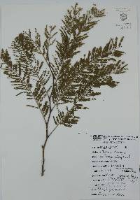 Vachellia macracantha image