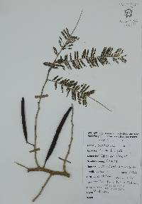 Vachellia macracantha image