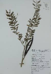Vachellia macracantha image