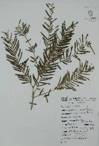 Vachellia macracantha image
