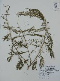 Vachellia macracantha image