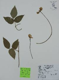 Vigna vexillata image