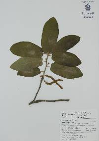 Quercus aristata image