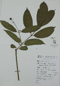 Alibertia edulis image