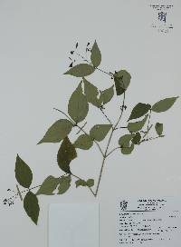 Bouvardia gracilipes image