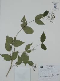 Bouvardia gracilipes image